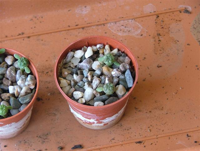 Euphorbia obesa 