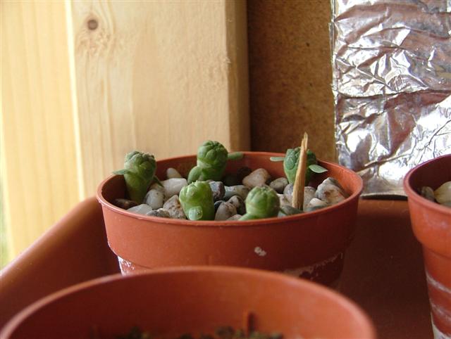 Euphorbia Obesa 