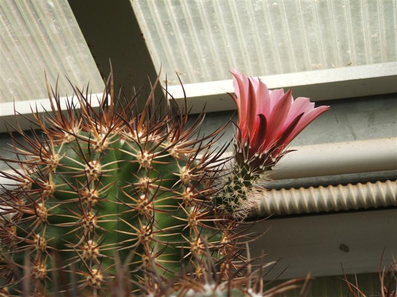 Echinocereus  lindsayi 