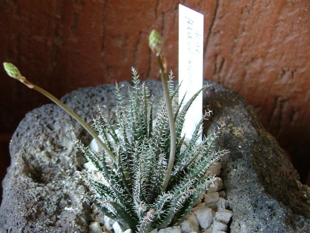 Aloe haworthioides 