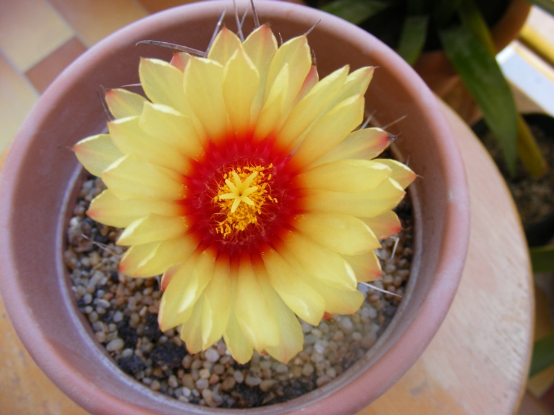 Astrophytum capricorne v. senile 