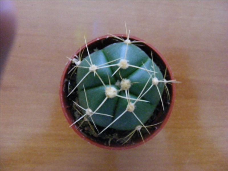  Gymnocacycium horstii 