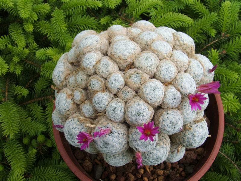 Mammillaria humboldtii 