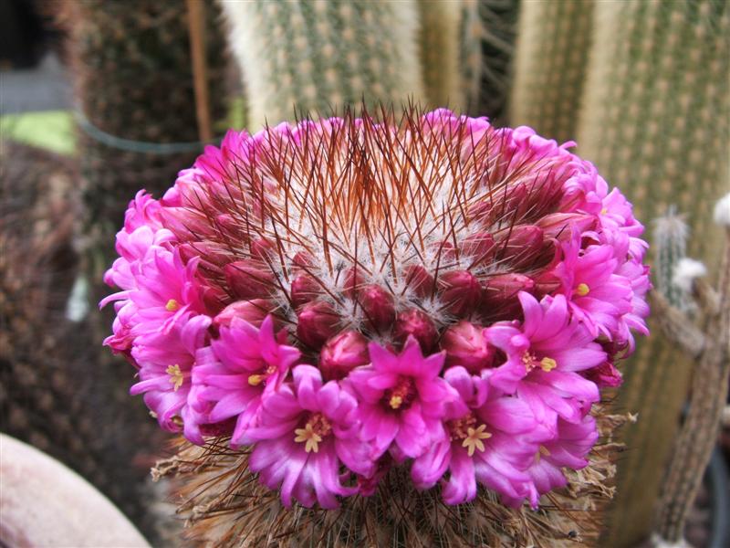 Mammillaria spinosissima 