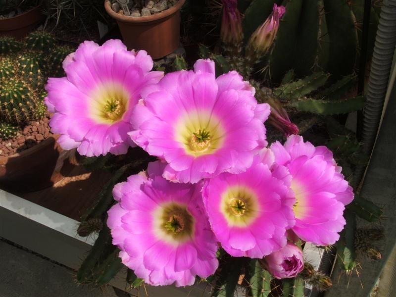 Echinocereus pentalophus 