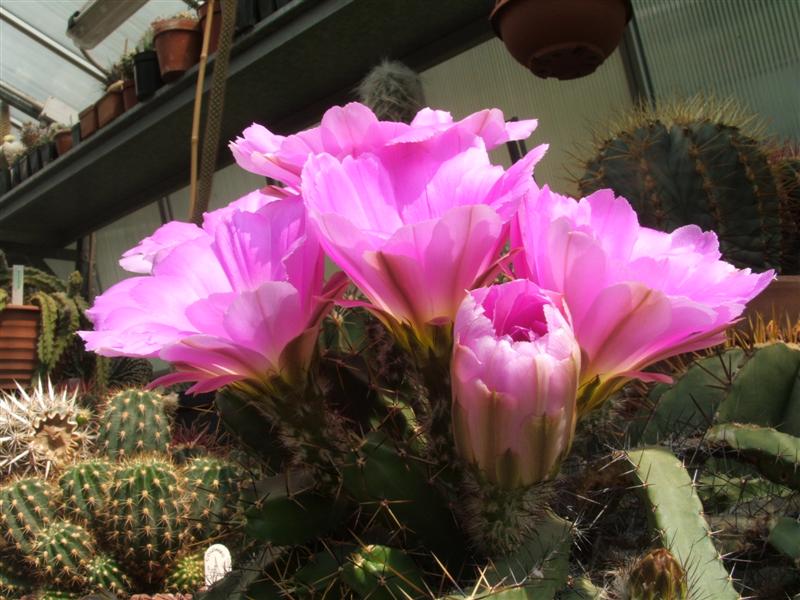 Echinocereus pentalophus 