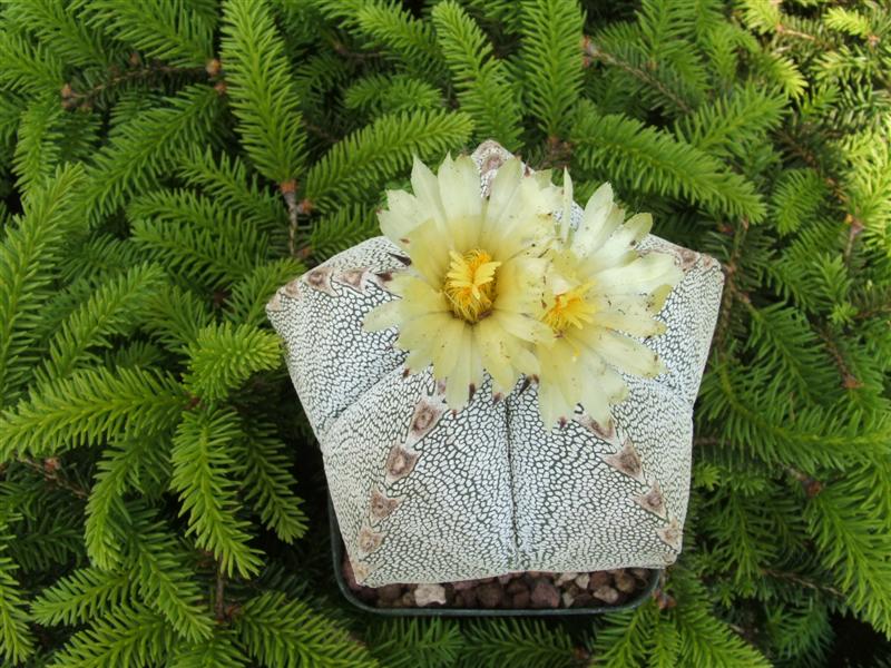 Astrophytum myriostigma cv. onzuka 