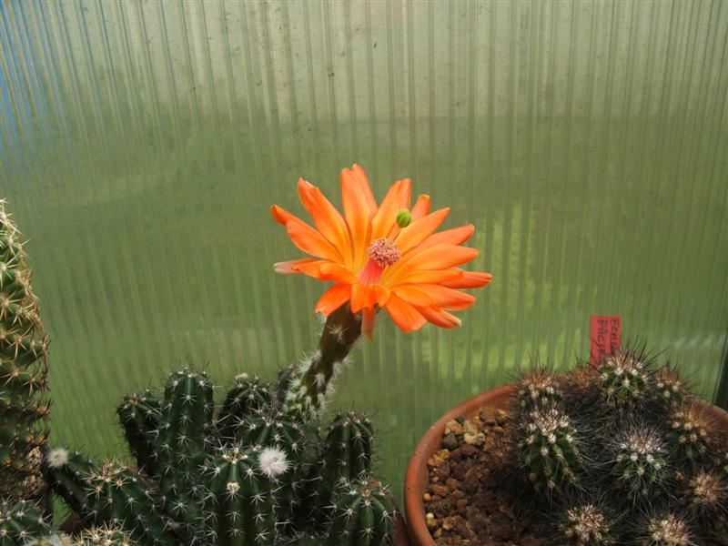 Echinocereus  polyacanthus 