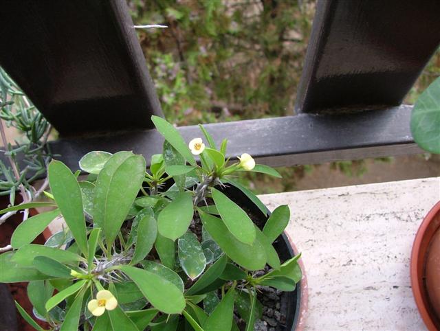 Euphorbia milii 