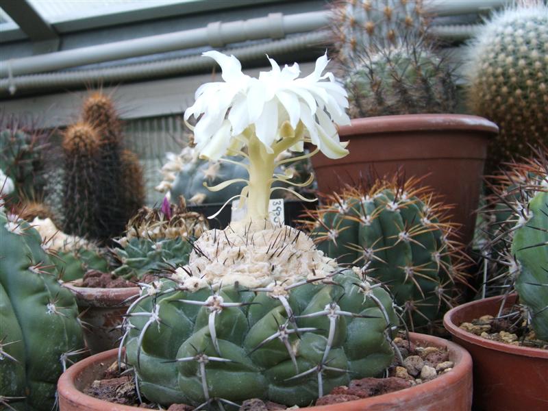 Discocactus crystallophilus 