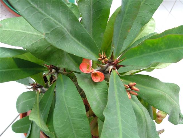 Euphorbia milii 