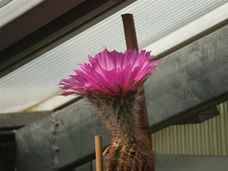 Echinocereus caespitosus 