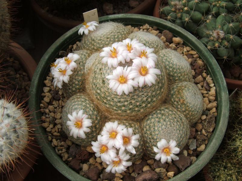 Mammillaria lenta 