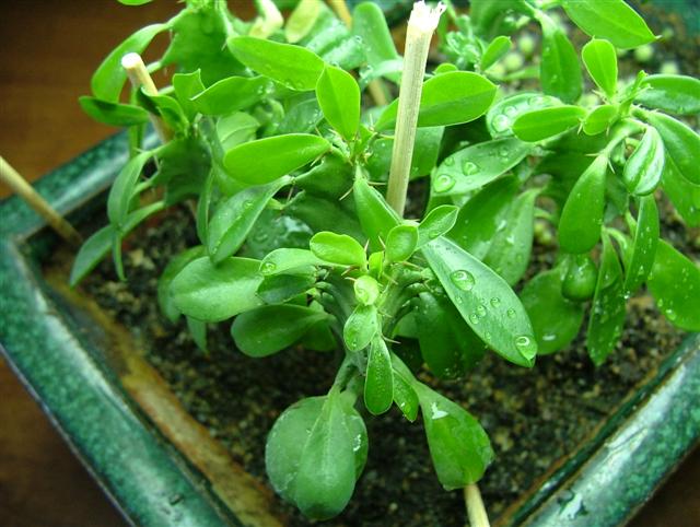 Euphorbia Eritrea 