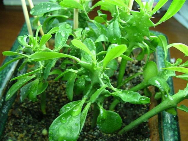 Euphorbia Eritrea 