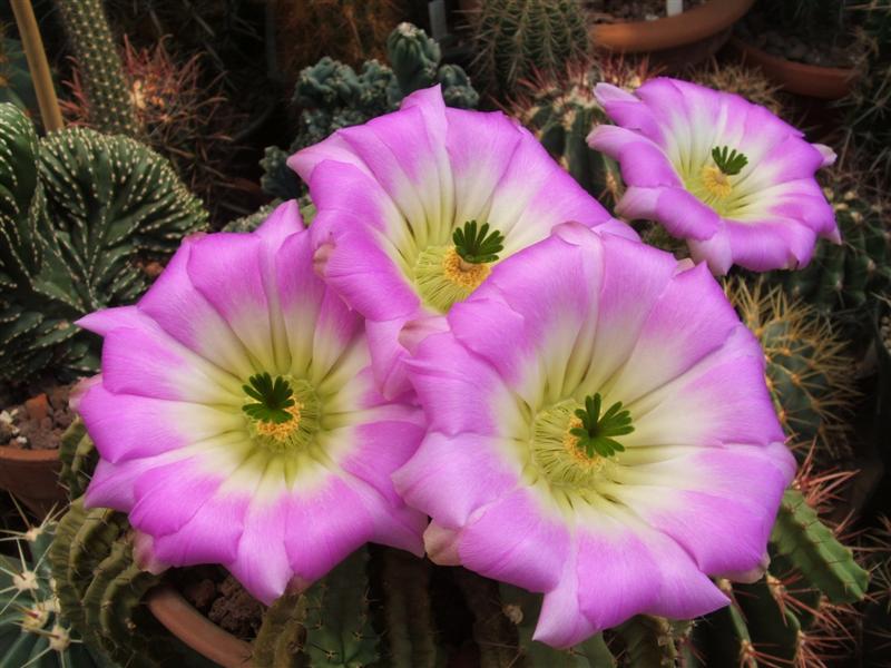 Echinocereus blanckii v. berlandieri 