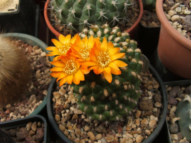 Weingartia neocumingii v. brevispina 