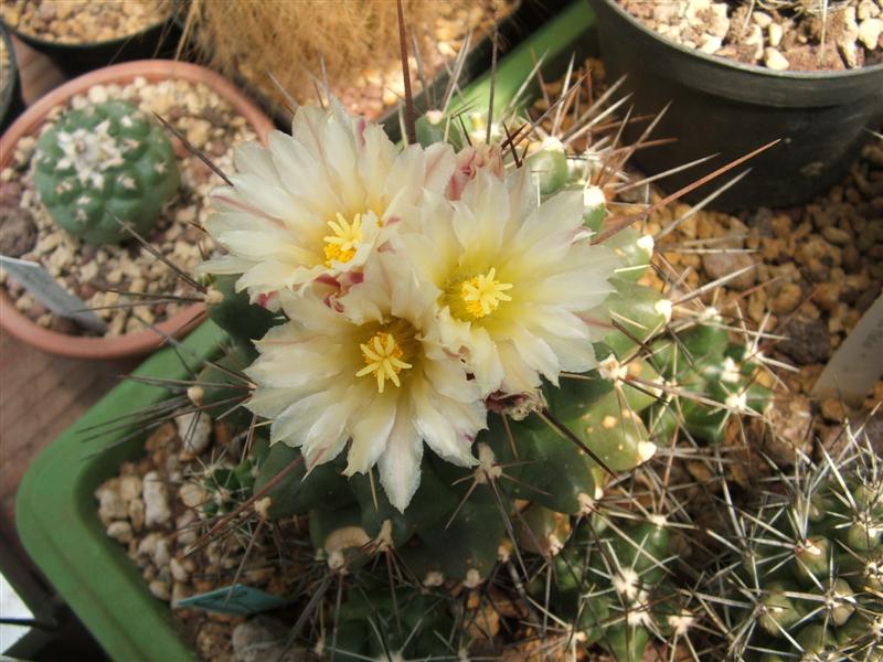 Thelocactus tulensis 