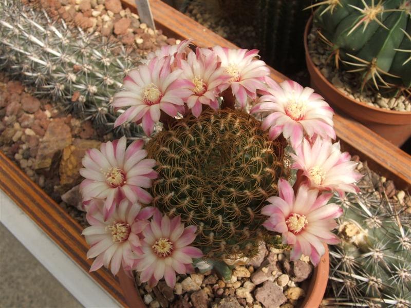 Sulcorebutia breviflora L314