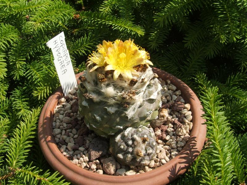 Copiapoa hypogaea v. barquitensis 