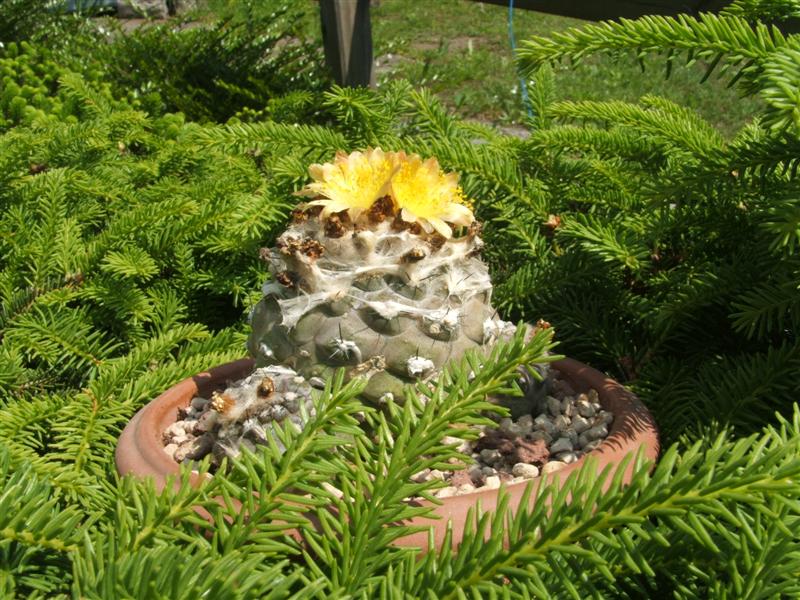 Copiapoa hypogaea v. barquitensis 