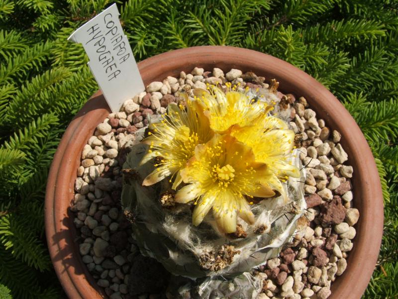 Copiapoa hypogaea v. barquitensis 