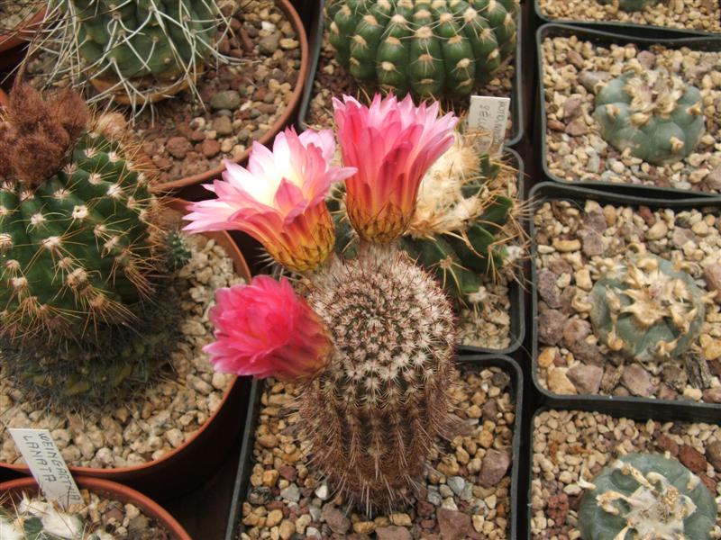 Notocactus rutilans 