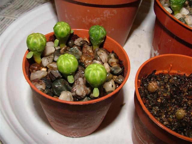 Euphorbia Obesa 