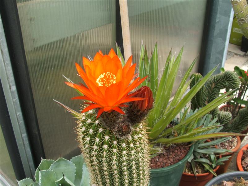 Trichocereus grandiflorus 