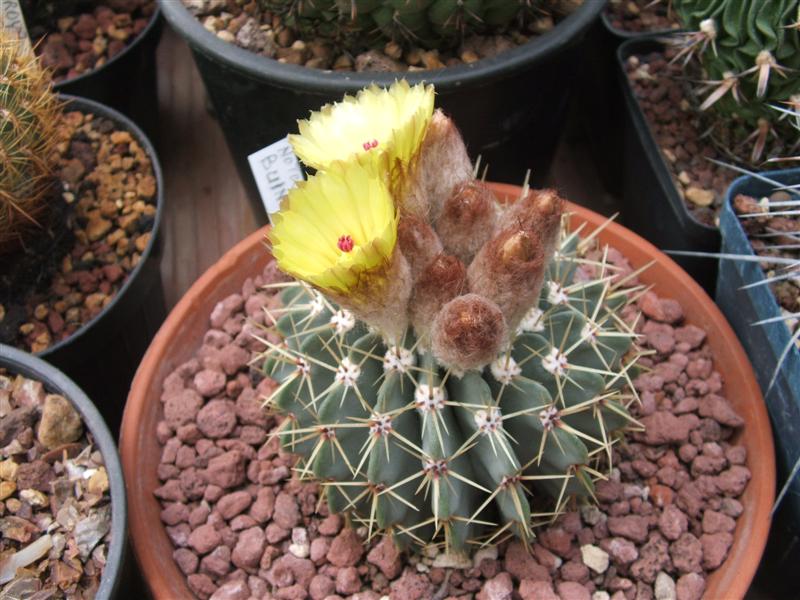 Notocactus buiningii 