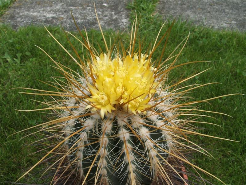 Parodia aureicentra 