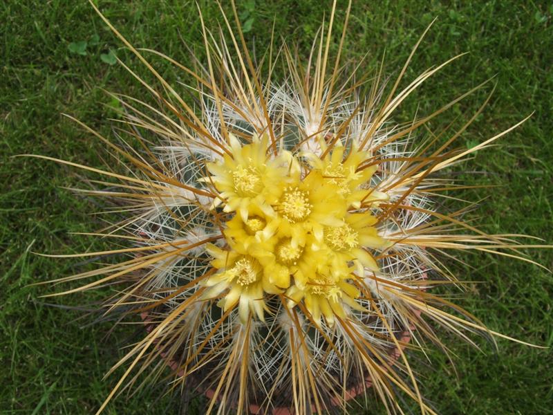 Parodia aureicentra 