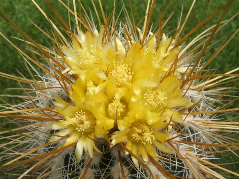 Parodia aureicentra 