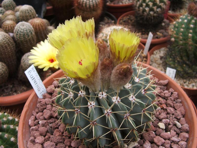 Notocactus buiningii 