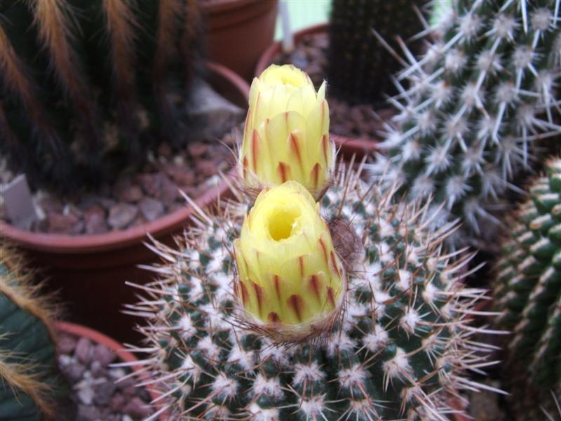 Notocactus submammulosus 