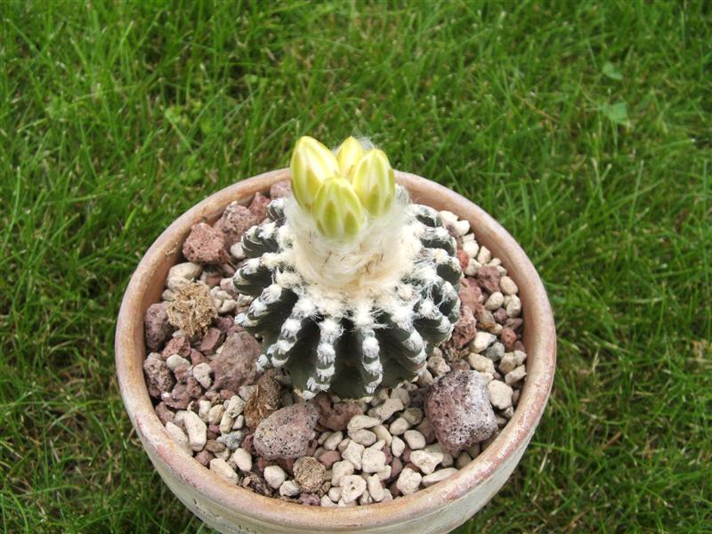 Discocactus horstii 