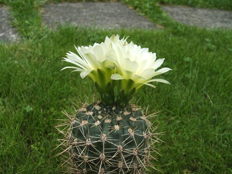 gymnocalycium schatzlianum