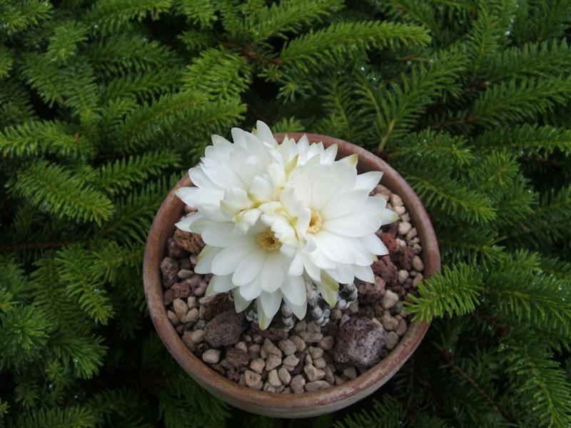 Discocactus horstii 