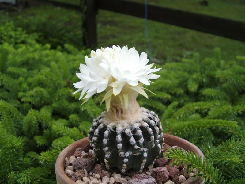 Discocactus horstii 