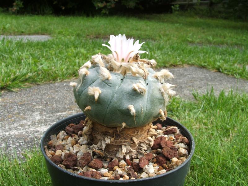 Lophophora williamsii 