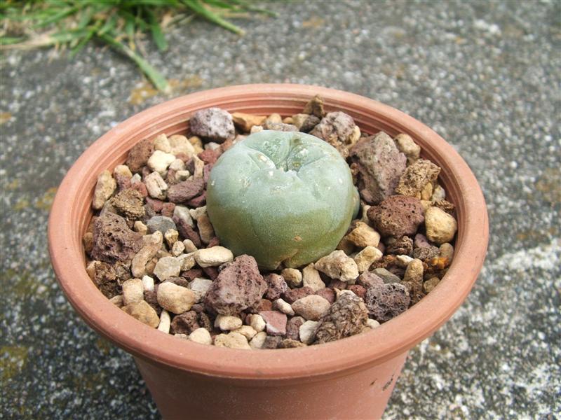 Lophophora diffusa 