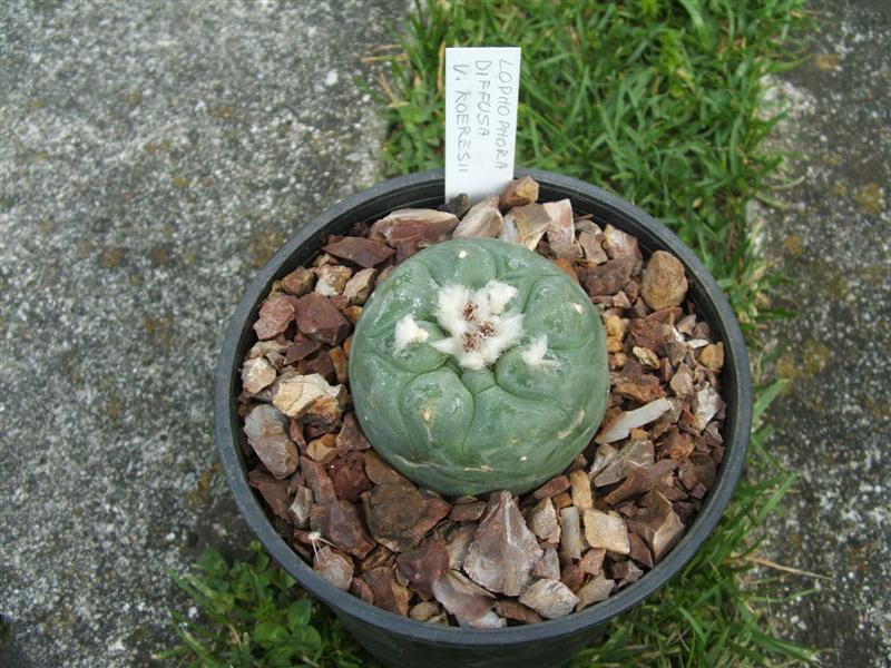 Lophophora diffusa v. koehresii 