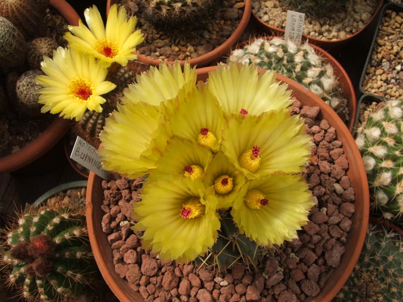 Notocactus buiningii 