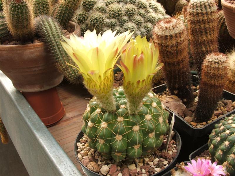 Notocactus crassigibbus 