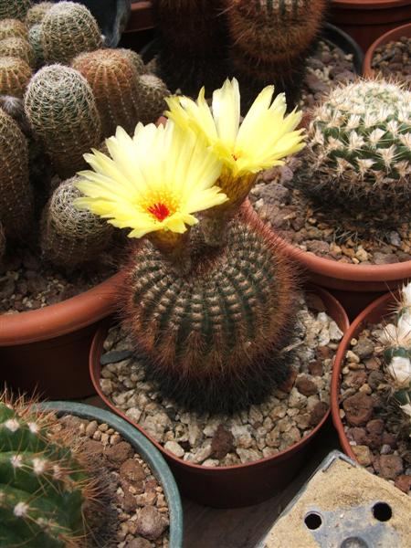 Notocactus concinnus 