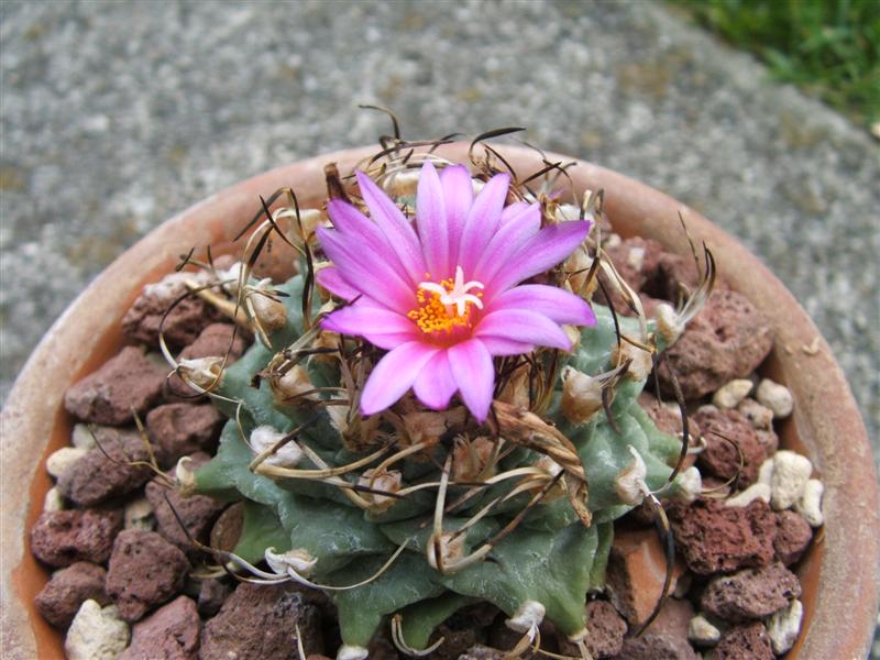 Turbinicarpus alonsoi 