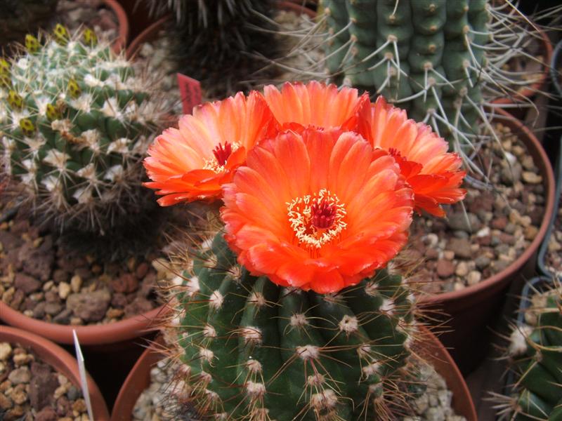 Notocactus veenianus v. roseiflorus 