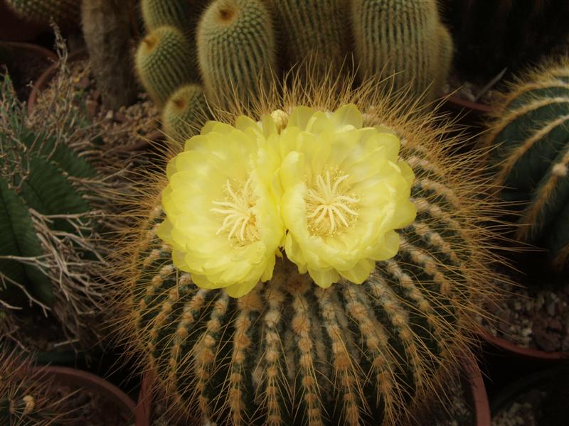 Notocactus schumannianus 