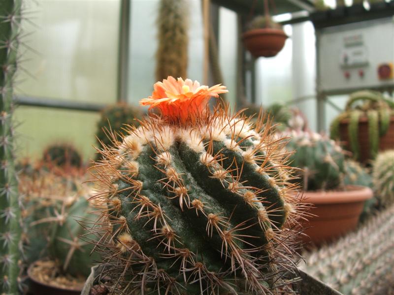 Parodia sucrensis 