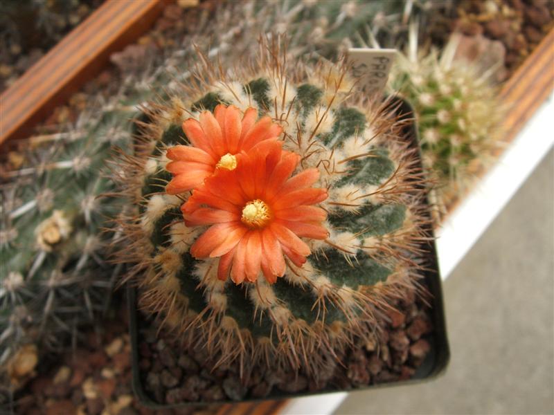 Parodia sucrensis 